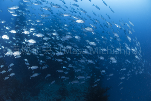 魚影の濃い日本のタンカー