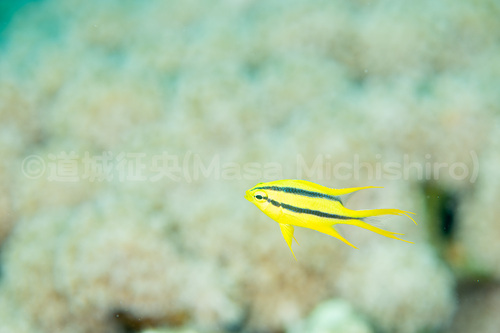 ヒレナガスズメダイに人間の考えを押しつけるな