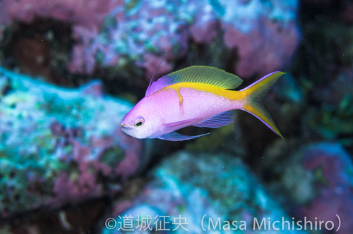 タイミング良く撮れたかな