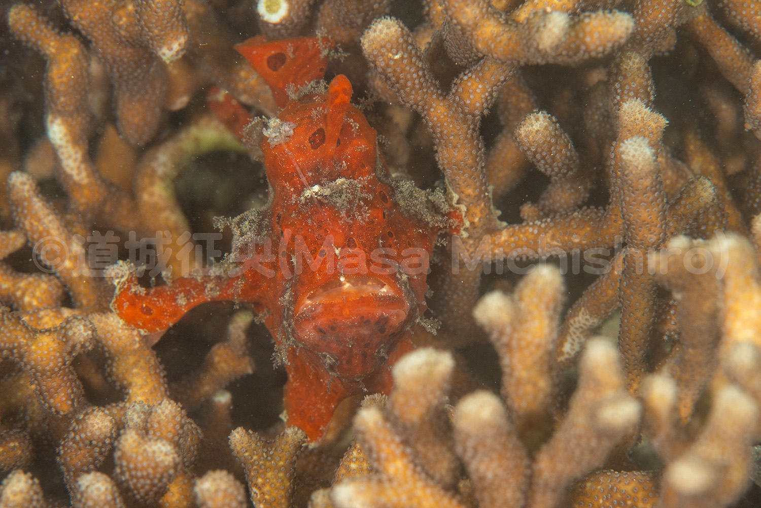 無駄なく生きる海の生き物