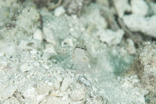 外国人ダイバーさえ夢中になる