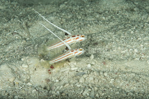 ペアのヤシャハゼ