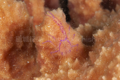 小さいロブスター