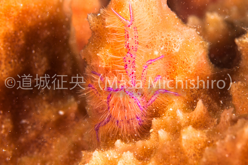 エビではなくヤドカリの仲間