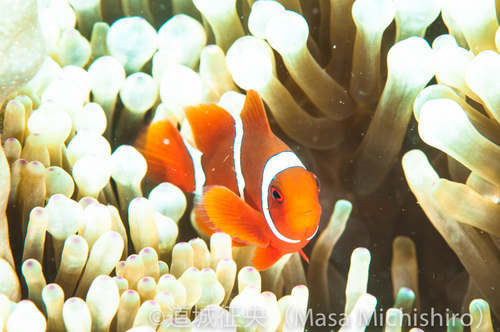 クマノミではない