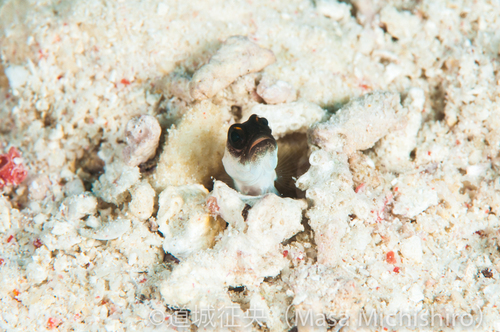 ジョーフィッシュ