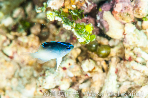 マクロもたまらんセブの海
