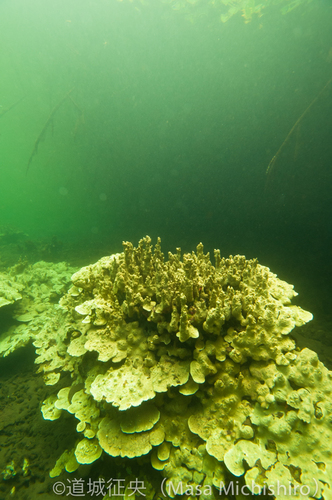 泥水のなかのサンゴ