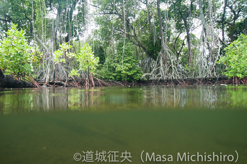 マングローブとコスラエ