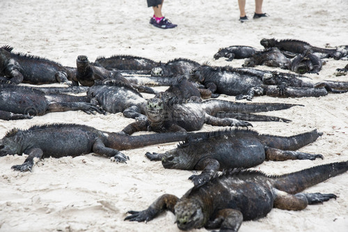 ガラパゴスの2メートル・ルール