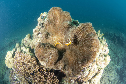 海の中のカップル