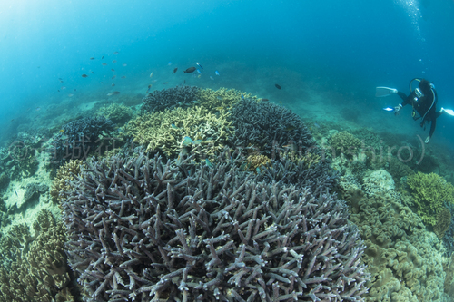 大都会、宜野湾市の海