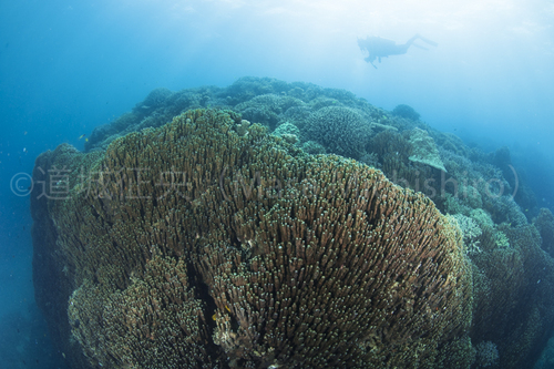 辺野古の青サンゴ