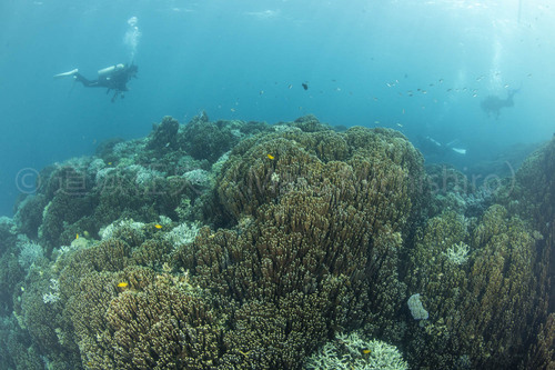 辺野古のアオサンゴ