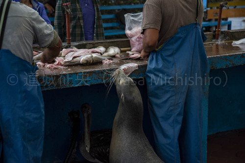 ガラパゴス諸島の名物