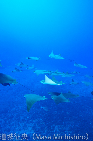 大量のウシバナトビエイ