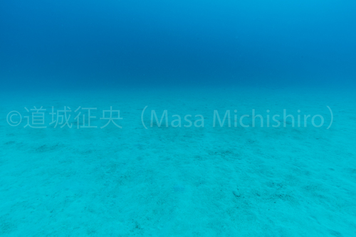 何もいないけど何かがいる海