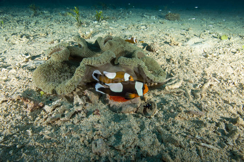 卵を抱えるトウアカクマノミ