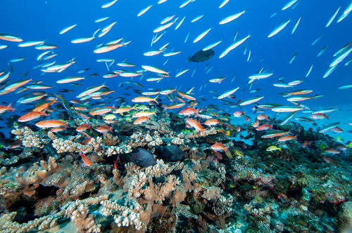 沖縄な雰囲気の都内