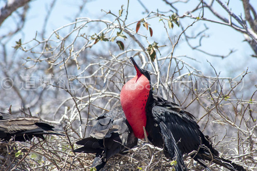 メスに選ばなければならないオス