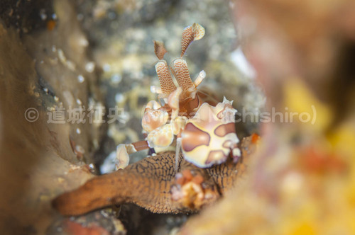 母島のフリソデエビ