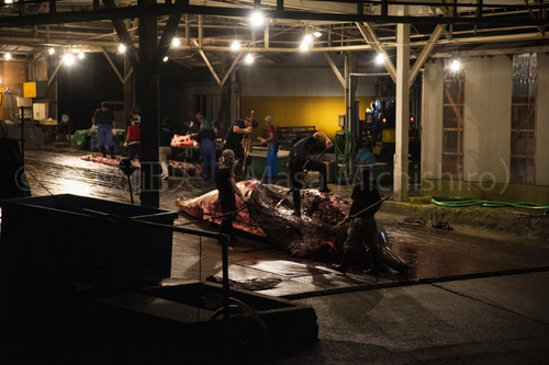 欧米人と日本人との動物愛護についての違い【2021/10/13】