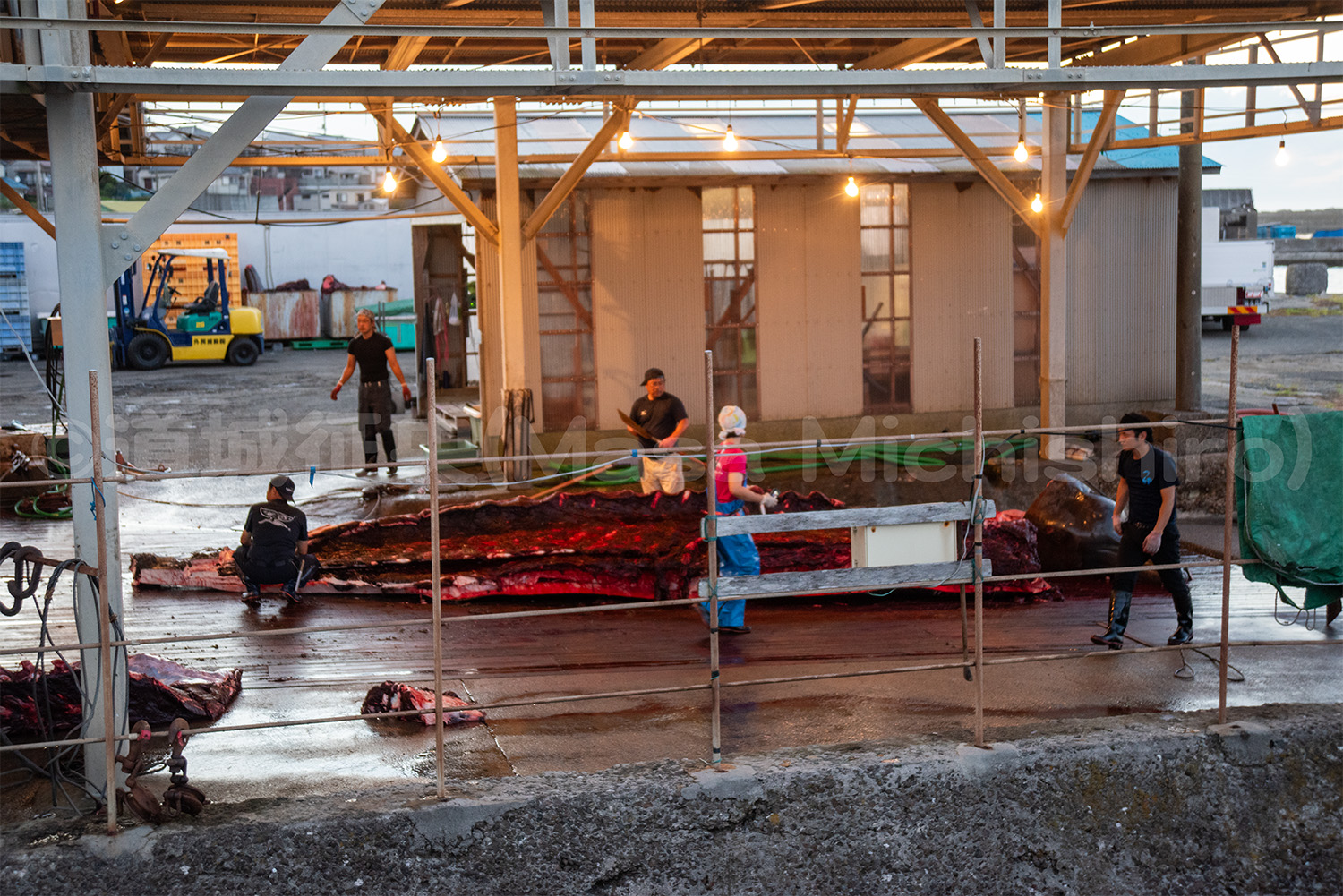 和田浦で捕鯨再開【2025/7/6】