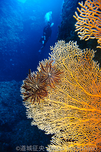 小笠原諸島の海の特徴