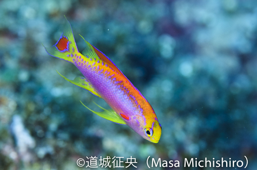 メスよりオスのほうが綺麗な魚