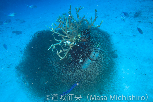 サンゴ再生中