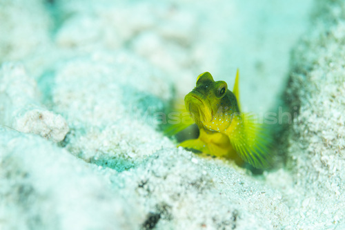 色合いが面白いギンガハゼ