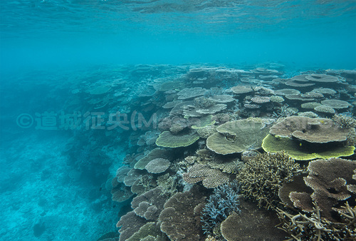 環境を支える西表島のサンゴ