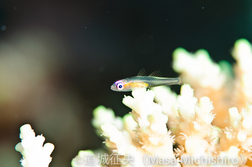 水中インベーダーは以外と小型