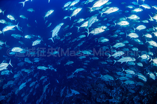 向かってくる魚