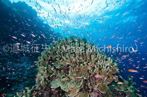 沈船ダイビングだけではないチュークの海