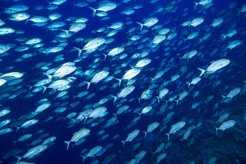 通過していく群れ