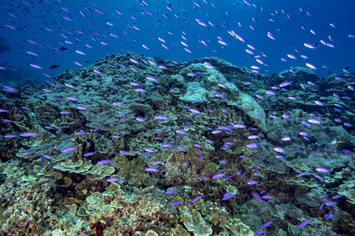 原生の自然が海にも広がるコスラエ