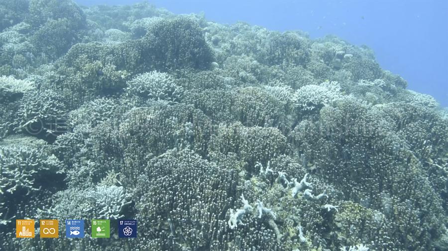 辺野古のアオサンゴ群［動画］