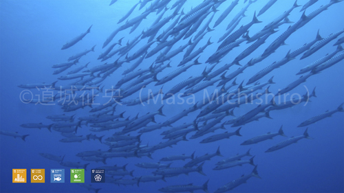 ポンペイのバラクーダ［動画］