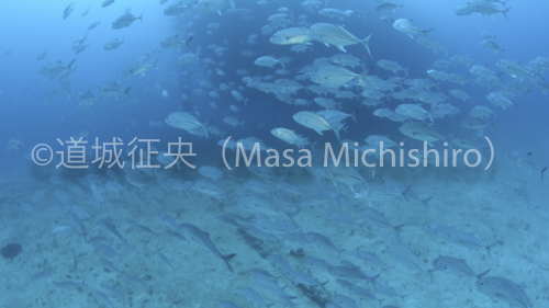 富士川丸に群がるギンガメアジ