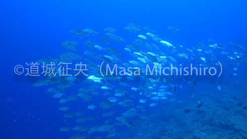 ポンペイ、パリキールパスのギンガメアジ［動画］