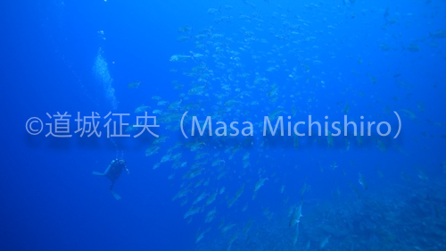 向かってくるパリキールパスのギンガメアジ［動画］