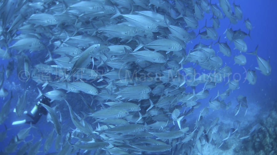 日産自動車もマネする魚の群れ［動画］