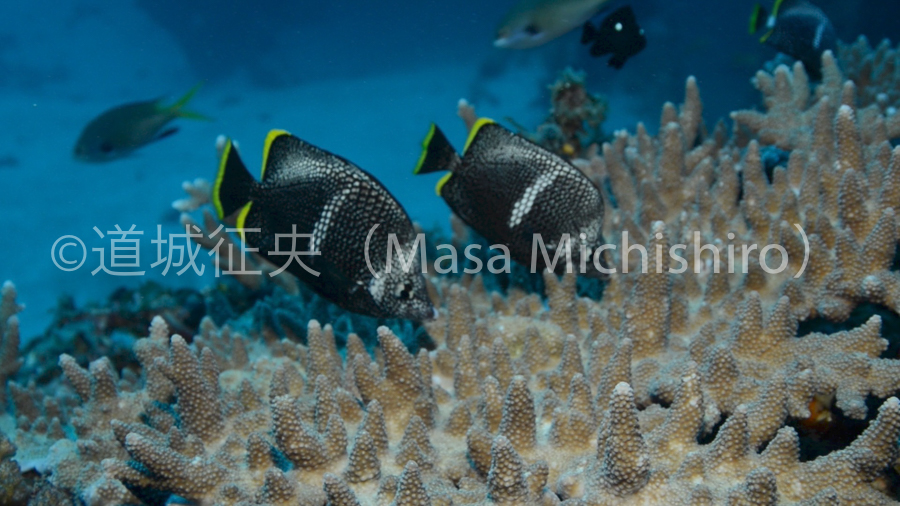 食事をするユウゼン［動画］