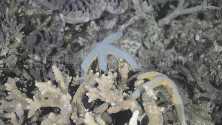 ヒトデ勃起中?!［動画］