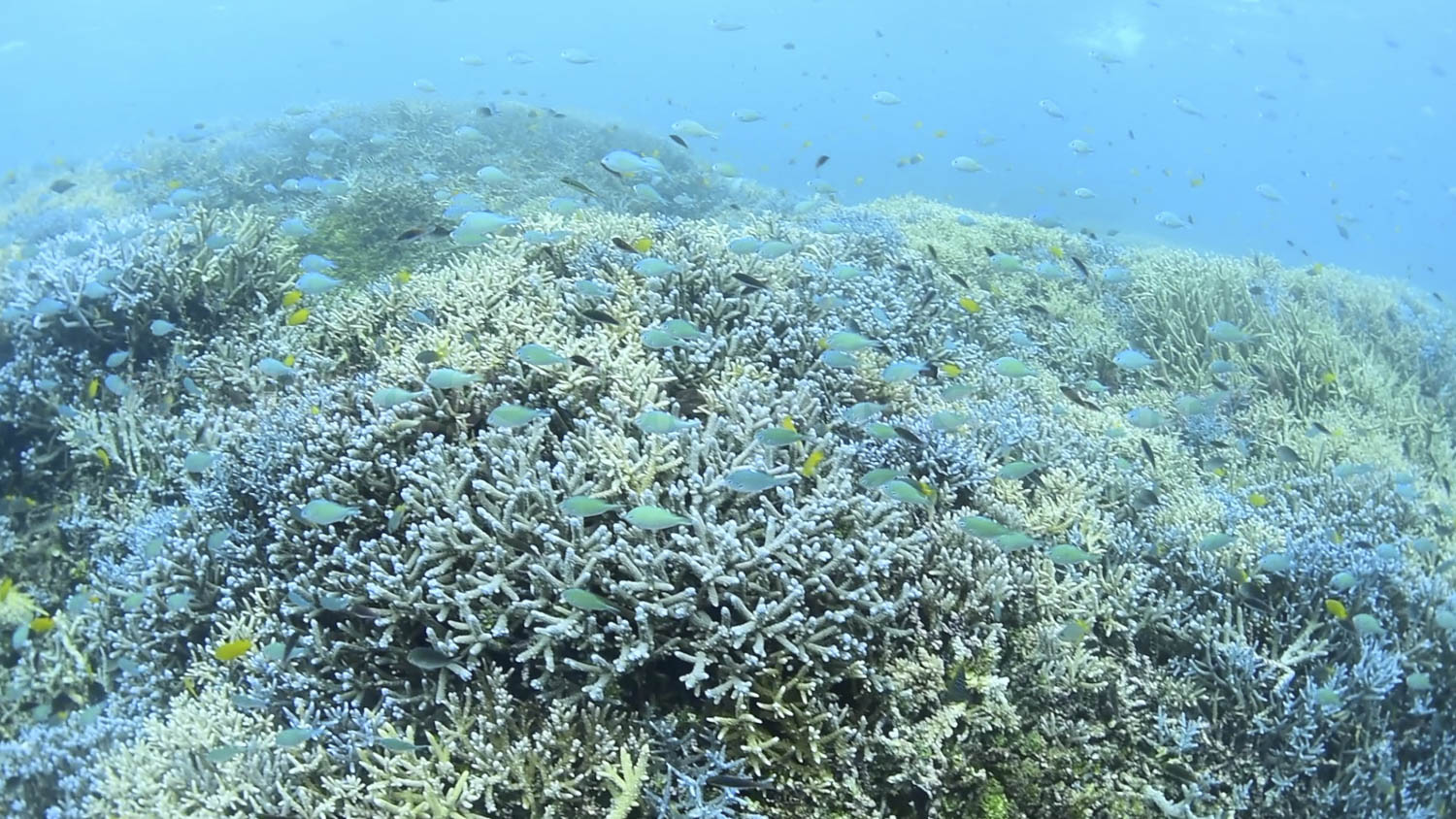 西表島のサンゴとデバスズメダイ