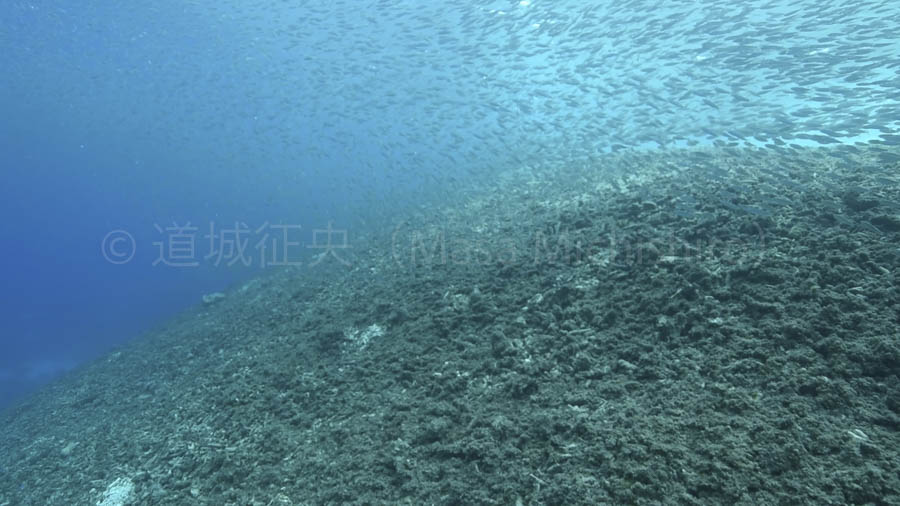 西表島で滝のようなイワシ［動画］