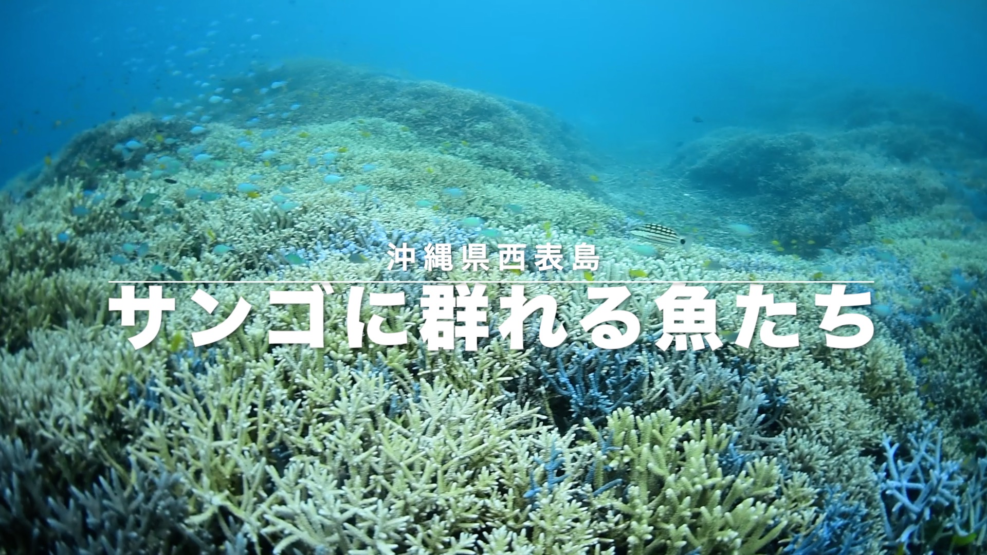 西表島のサンゴ［動画］