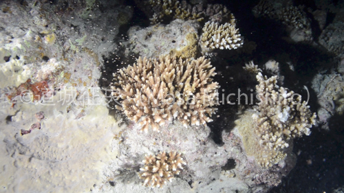 石垣島でのサンゴの産卵［動画］