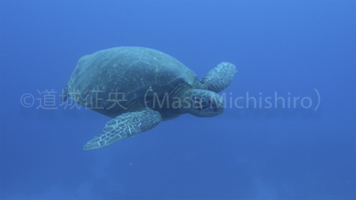 斎田点定義の儀で使われた小笠原のウミガメ